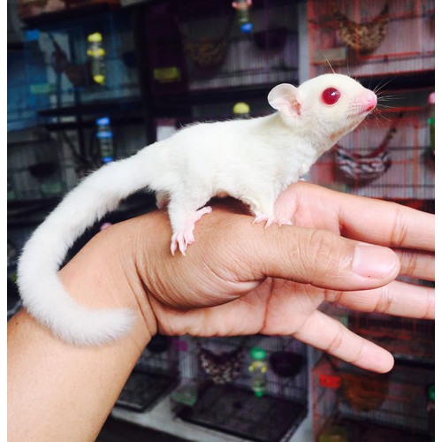 Albino