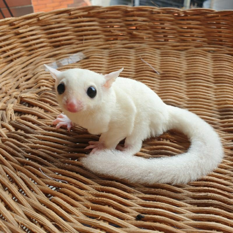Leucistic